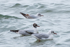 Chroicocephalus ridibundus