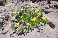 Exodeconus flavus