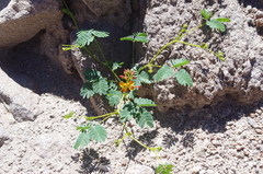 Hoffmannseggia ternata