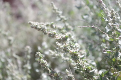 Atriplex imbricata