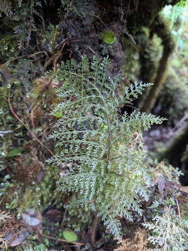 Callistopteris baldwinii observed 2026-04-29