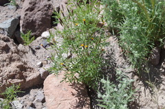 Tagetes multiflora