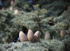 Cedrus atlantica