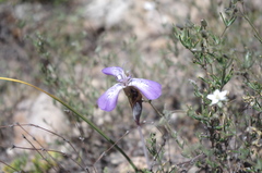 Mastigostyla cyrtophylla