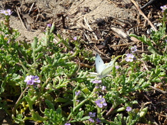 Cakile maritima