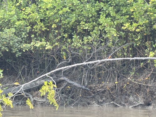 Azure Kingfisher