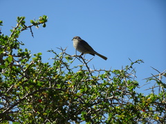 Gavicalis virescens