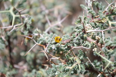 Adesmia spinosissima