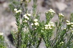 Baccharis boliviensis