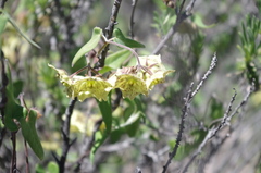 Philibertia solanoides