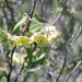 Philibertia solanoides - Photo (c) Daniel Montesinos T,  זכויות יוצרים חלקיות (CC BY-NC), uploaded by Daniel Montesinos T