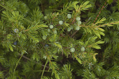 Juniperus rigida conferta