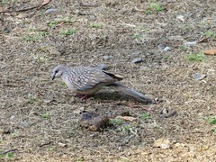 Streptopelia chinensis