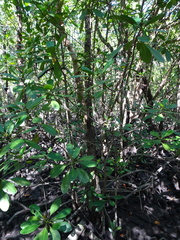 Ceriops pseudodecandra