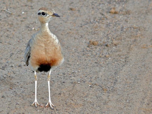 Temminck's Courser