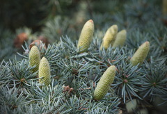Cedrus atlantica