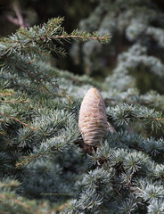 Cedrus atlantica