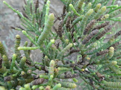 Tecticornia pergranulata