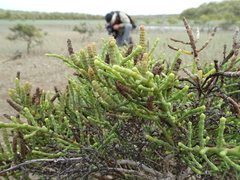 Tecticornia pergranulata