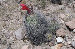 Oreocereus hempelianus