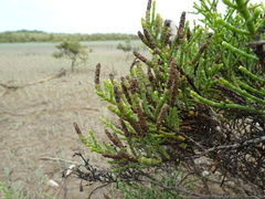 Tecticornia pergranulata