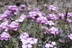 Glandularia laciniata