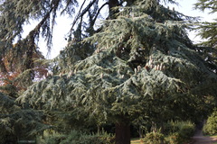 Cedrus atlantica