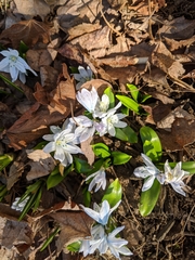 Scilla mischtschenkoana