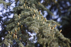 Cedrus atlantica