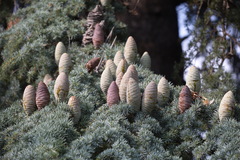 Cedrus atlantica