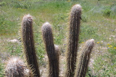 Oreocereus leucotrichus