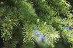 Cedrus atlantica