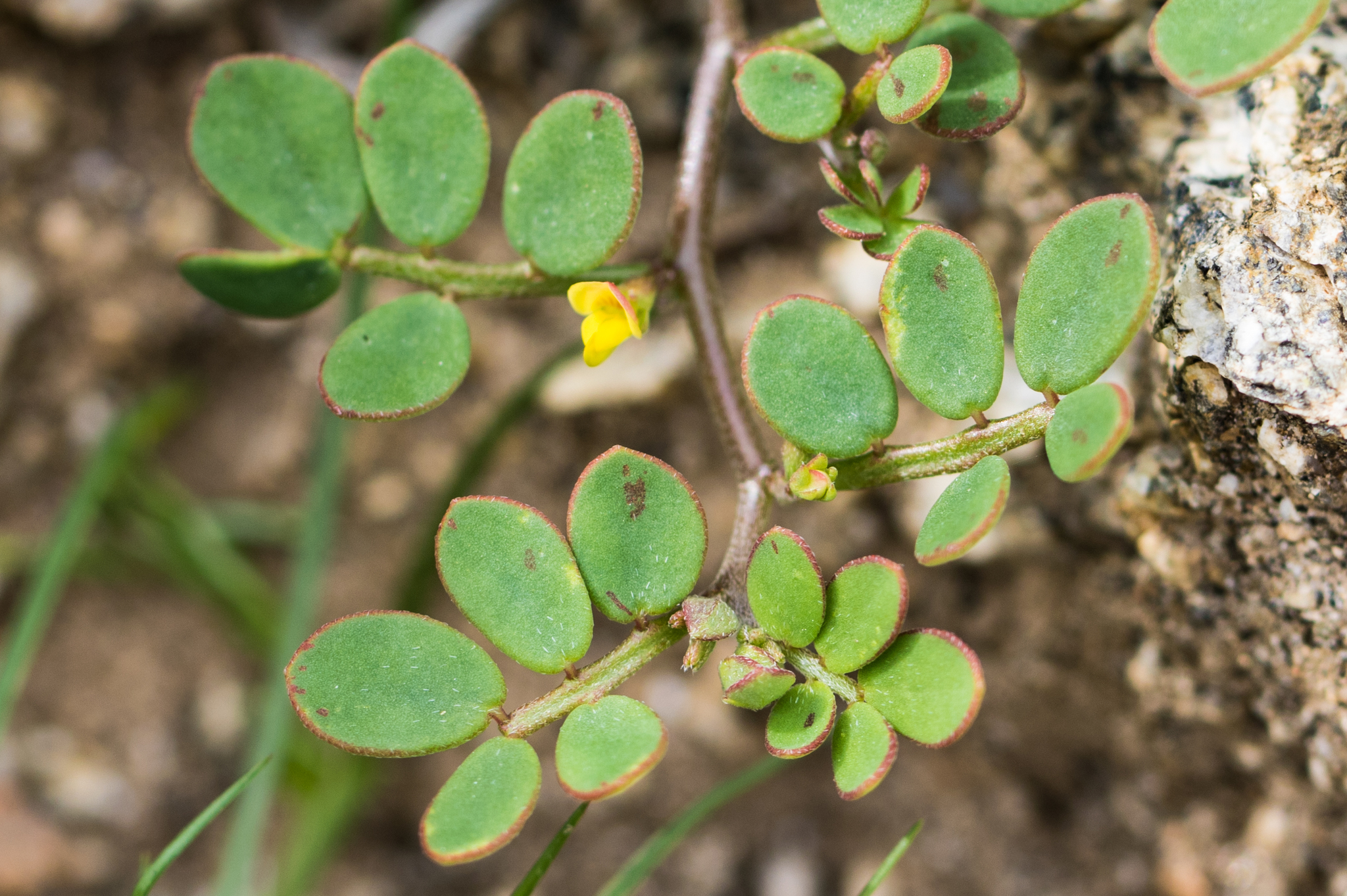Acmispon maritimus var. brevivexillus