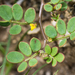 Coastal Bird's-foot Trefoil - Photo (c) BJ Stacey, some rights reserved (CC BY-NC), uploaded by BJ Stacey