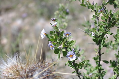 Lycianthes lycioides