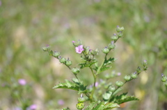 Fuertesimalva chilensis