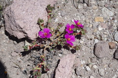 Portulaca philippii