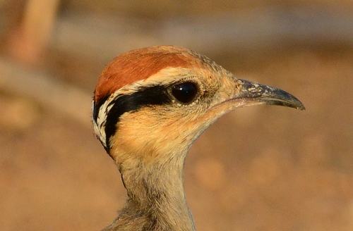 Temminck's Courser