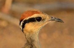 Temminck's Courser photo 4