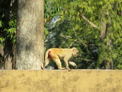 Macaca mulatta