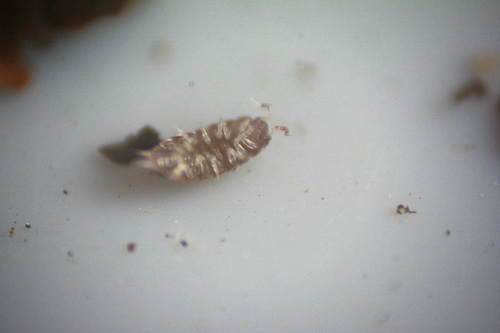 Trichoniscoides albidus albidus