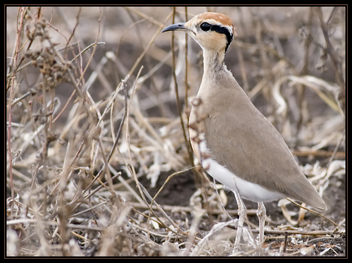 Temminck's Courser