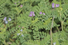 Astragalus nuttallianus