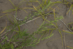 Artemisia littoricola