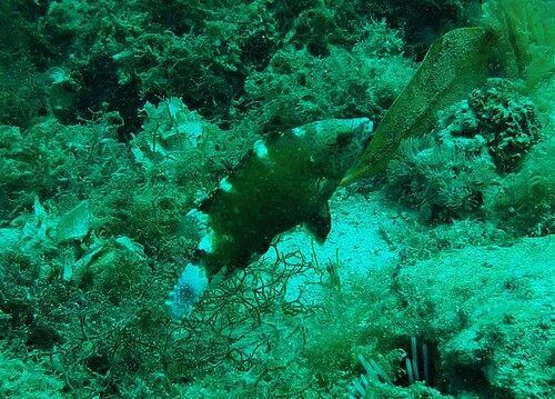 Cheilinus chlorourus
