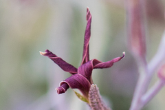 Lyrocarpa coulteri