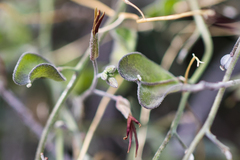 Lyrocarpa coulteri