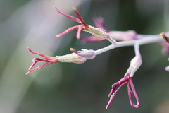 Lyrocarpa coulteri