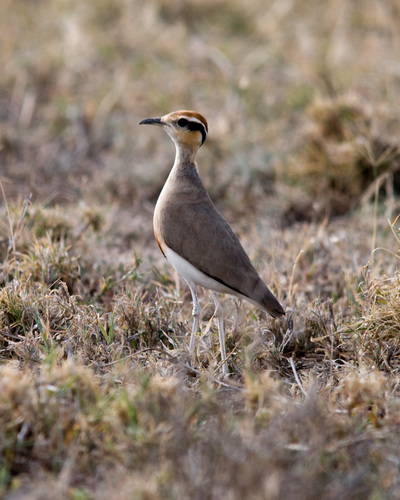 Temminck's Courser