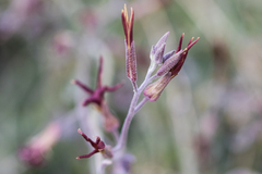 Lyrocarpa coulteri